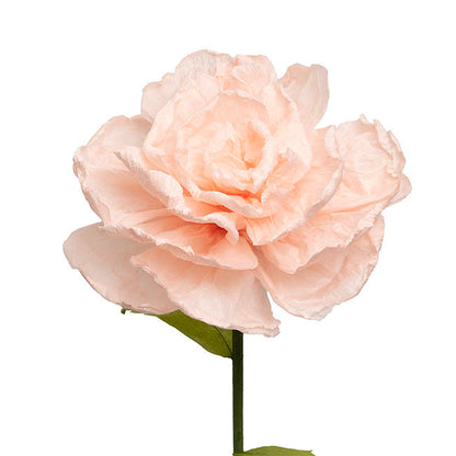 Large Paper Rose Stem Soft Peach (30cmDx125cmH)