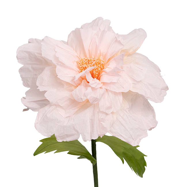 Giant Paper Anemone Stem Pale Pink (45cmDx120cmH)