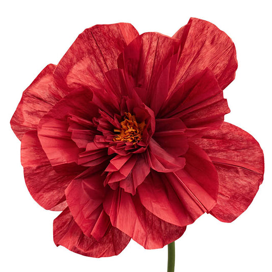 Giant Paper Peony Stem Dark Red (40cmDx158cmH)
