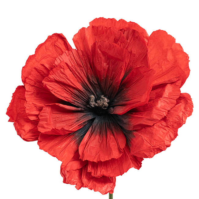 Giant Paper Poppy Flower Set 3 Red (180cmH)