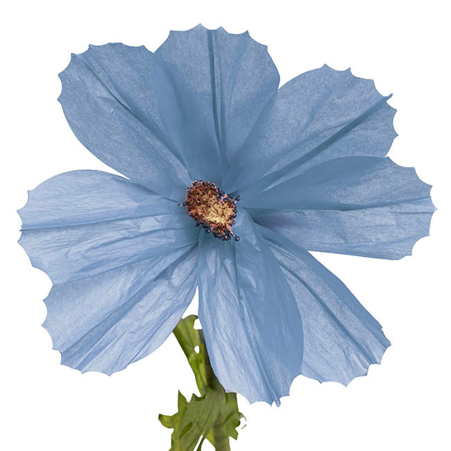 Giant Paper Cosmos Flower Set 2 Blue (160cmH)