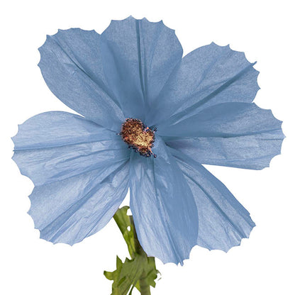 Giant Paper Cosmos Flower Set 2 Blue (160cmH)