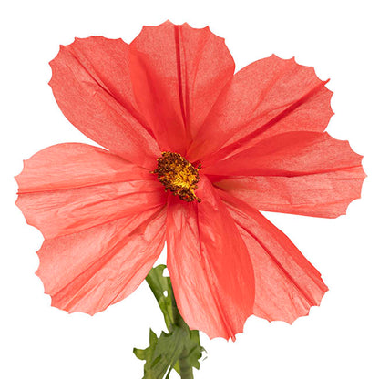 Giant Paper Cosmos Flower Set 2 Coral (160cmH)