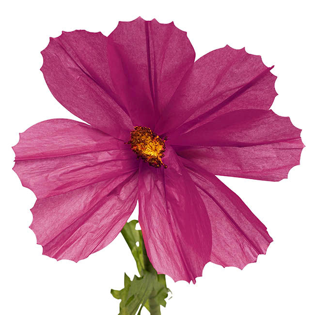 Giant Paper Cosmos Flower Set 2 Purple (160cmH)