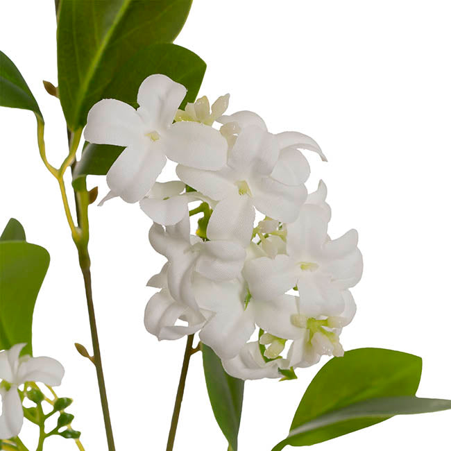 Murraya Paniculata Orange Jasmine Spray White (78cmH)