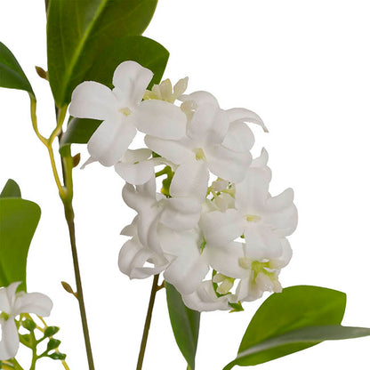 Murraya Paniculata Orange Jasmine Spray White (78cmH)