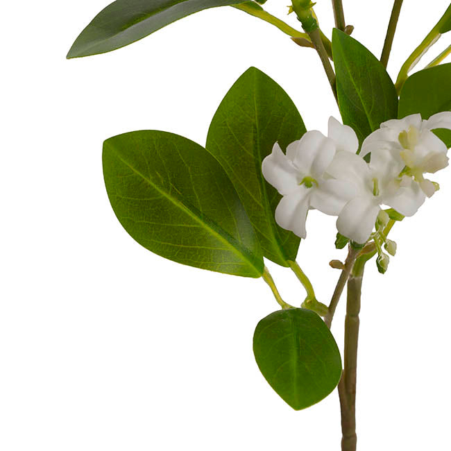 Murraya Paniculata Orange Jasmine Spray White (78cmH)