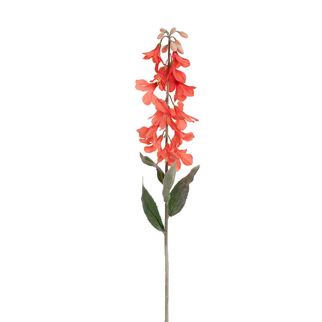 Creeping Bellflower Coral (82cmH)