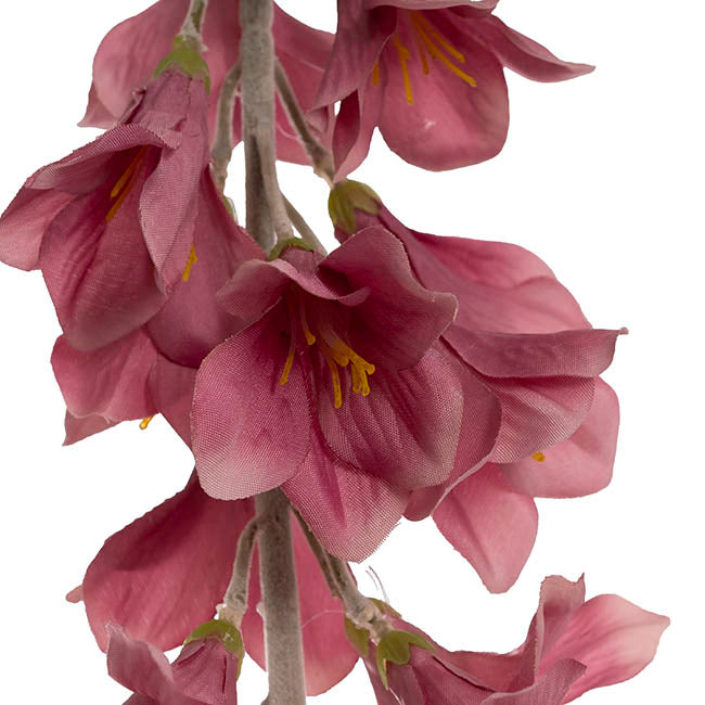 Creeping Bellflower Dusty Pink (82cmH)