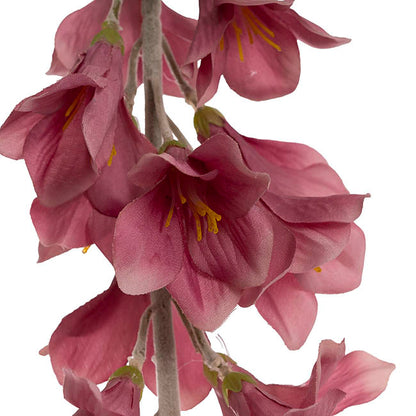 Creeping Bellflower Dusty Pink (82cmH)