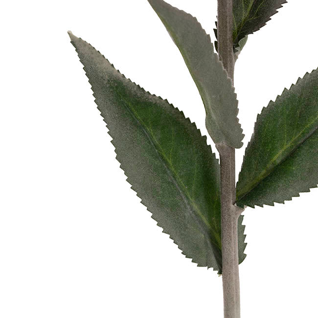 Creeping Bellflower Dusty Pink (82cmH)