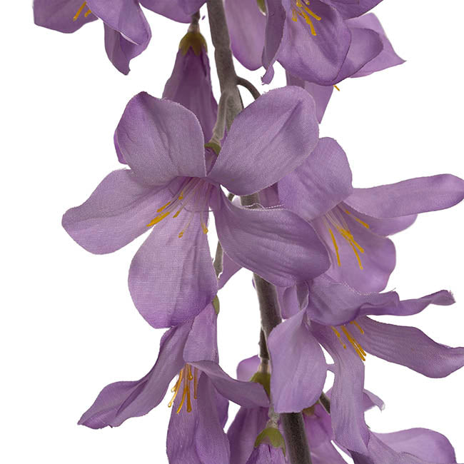 Creeping Bellflower Purple (82cmH)