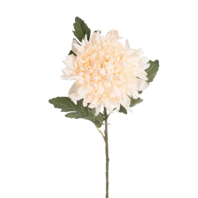 Giant Chrysanthemum Stem Champagne (21cmDx65cmH)