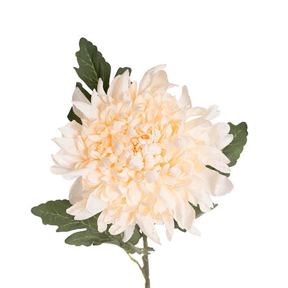 Giant Chrysanthemum Stem Champagne (21cmDx65cmH)