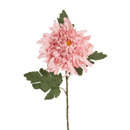 Giant Chrysanthemum Stem Dusty Pink (21cmDx65cmH)