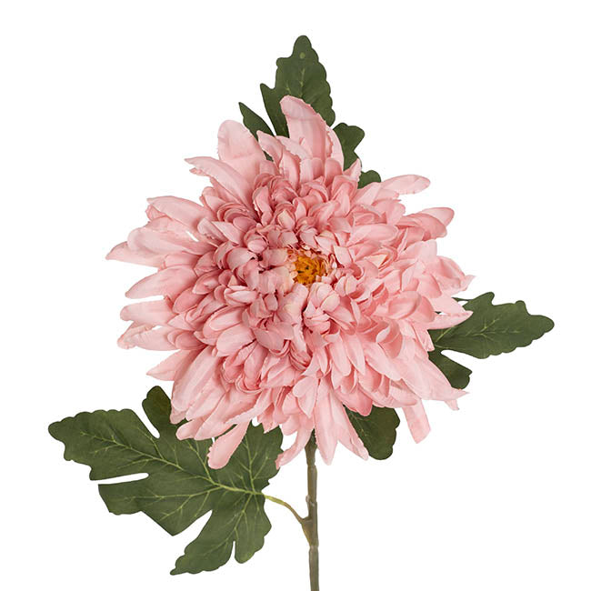 Giant Chrysanthemum Stem Dusty Pink (21cmDx65cmH)