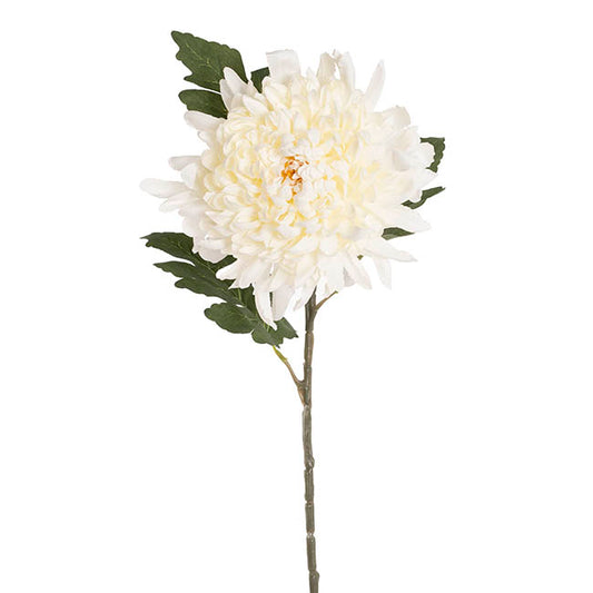 Giant Chrysanthemum Stem Off White (21cmDx65cmH)