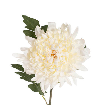 Giant Chrysanthemum Stem Off White (21cmDx65cmH)