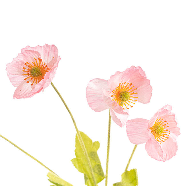 Poppy Spray 4x Flowers Yellow Centre Soft Pink (58cmH)