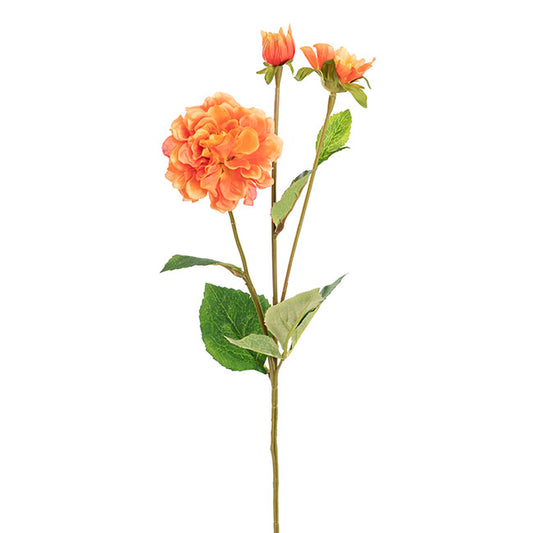Barla Zinnia Spray Apricot (67cmH)