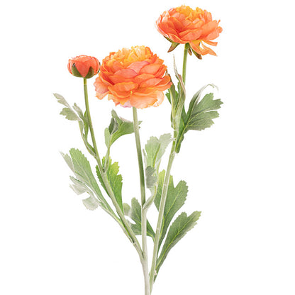 Buttercup Ranunculus Spray x3 Apricot (52cmH)