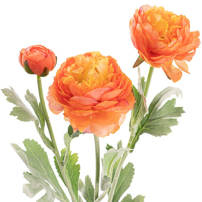 Buttercup Ranunculus Spray x3 Apricot (52cmH)