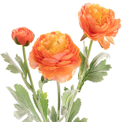Buttercup Ranunculus Spray x3 Apricot (52cmH)
