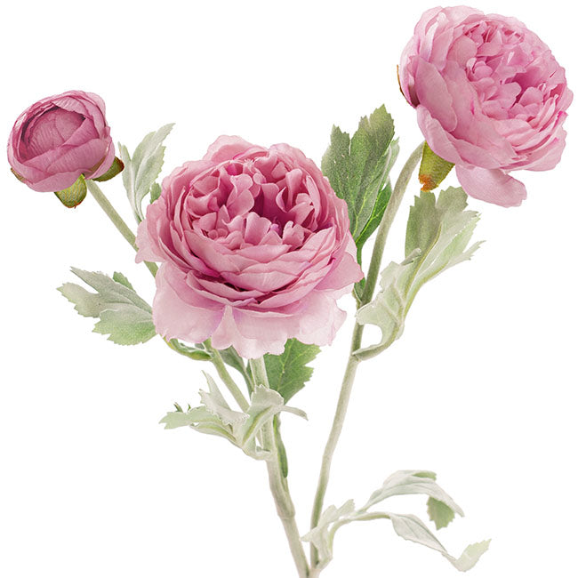 Buttercup Ranunculus Spray x3 Dusty Pink (52cmH)