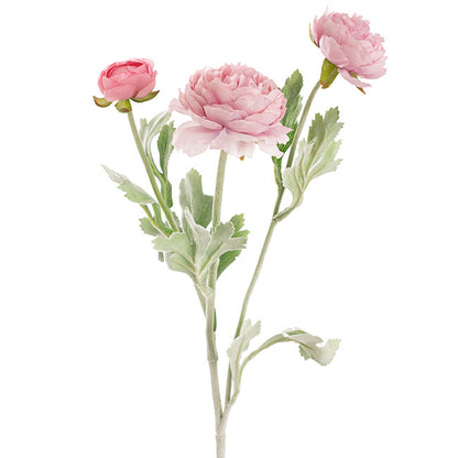 Buttercup Ranunculus Spray x3 Blush Pink (52cmH)