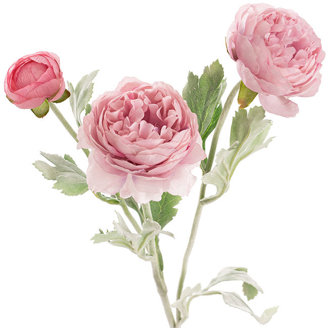Buttercup Ranunculus Spray x3 Blush Pink (52cmH)