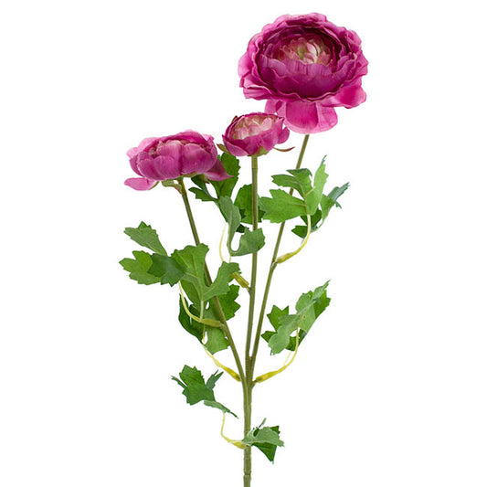 Helena Ranunculus Spray Fuchsia (61cmH)