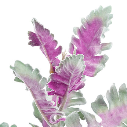 Dusty Miller Grey (38cmH)
