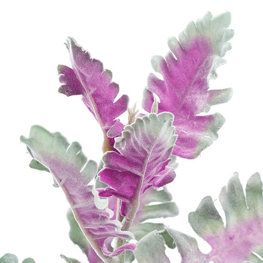 Dusty Miller Grey (38cmH)