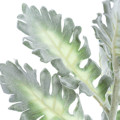 Dusty Miller Green (38cmH)