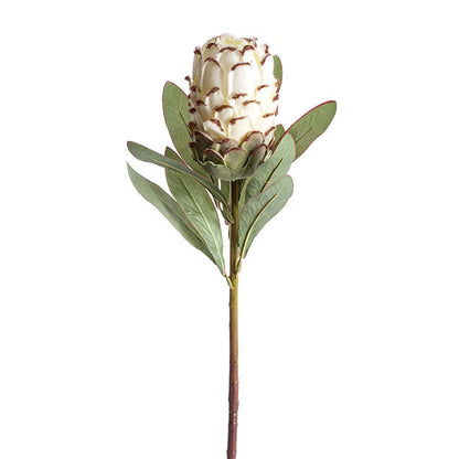 Native Protea Cream (66cmH)