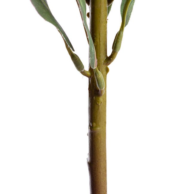 Native Protea Cream (66cmH)