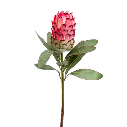 Native Protea Pink (75cmH)