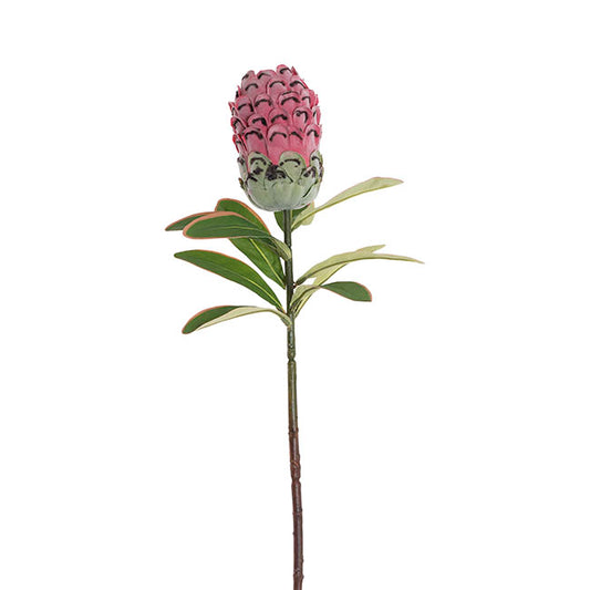 Native Protea Pink (75cmH)