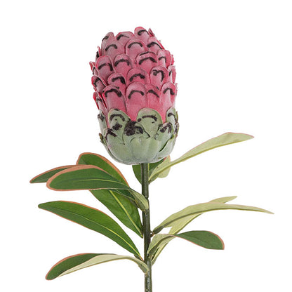 Native Protea Pink (75cmH)