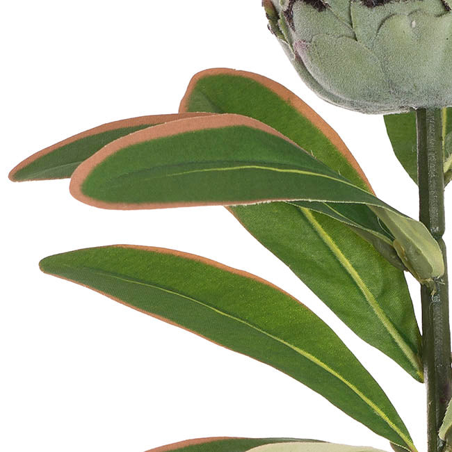 Native Protea Pink (75cmH)