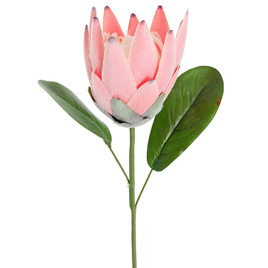 Protea Robyn Stem Soft Pink (12cmDx42cmH)