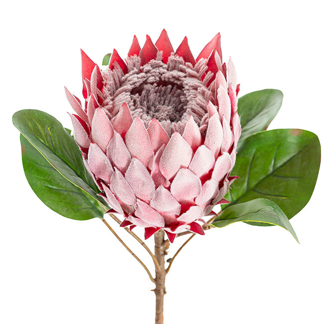 Protea Magnifica Stem Deep Pink (14cmDx69cmH)