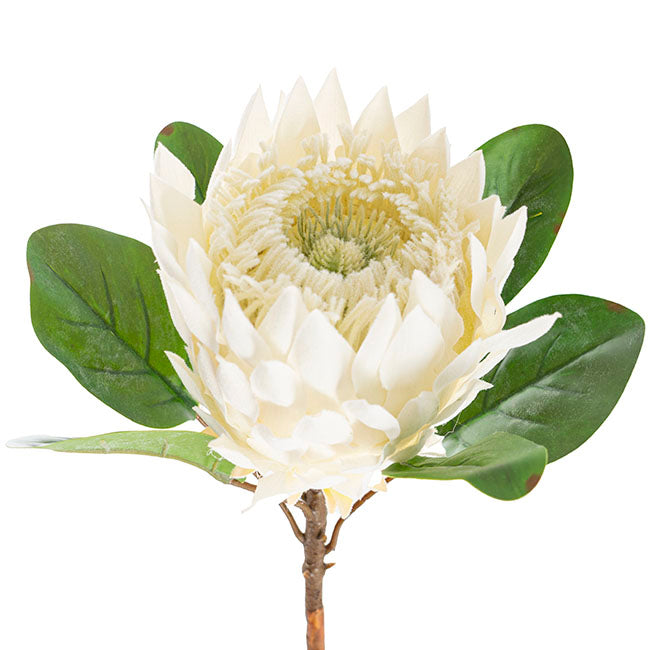 Protea Magnifica Stem White (14cmDx69cmH)