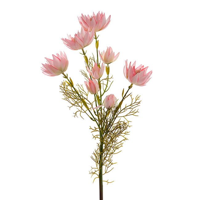 Blushing Bride Protea x8 Heads Pink (68cmH)