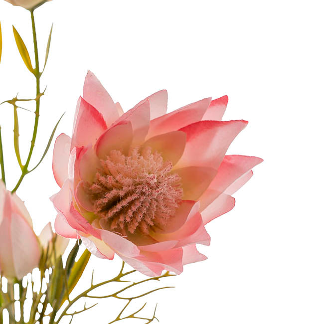 Blushing Bride Protea x8 Heads Pink (68cmH)