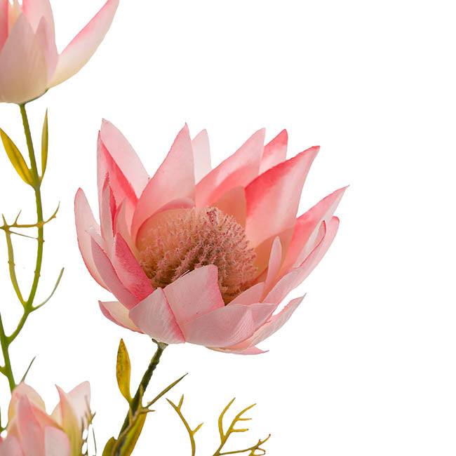 Blushing Bride Protea x8 Heads Pink (68cmH)