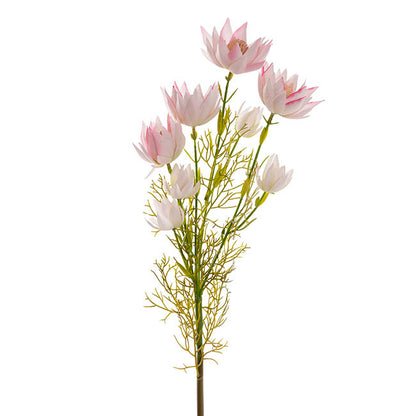 Blushing Bride Protea x8 Heads Light Pink (68cmH)