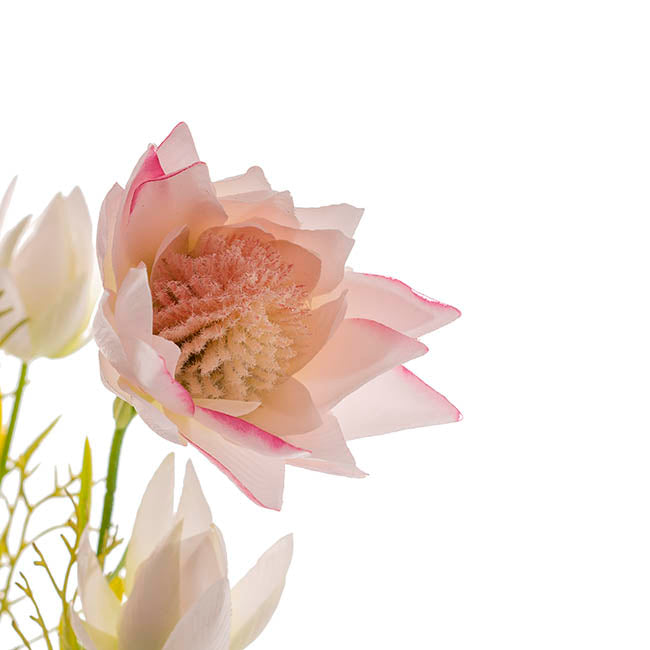 Blushing Bride Protea x8 Heads Light Pink (68cmH)
