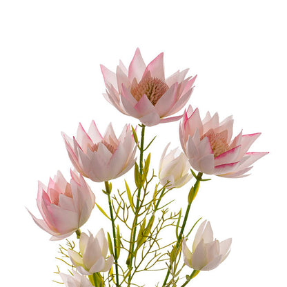 Blushing Bride Protea x8 Heads Light Pink (68cmH)