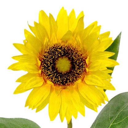 Sunflower Stem Yellow (72cmH)